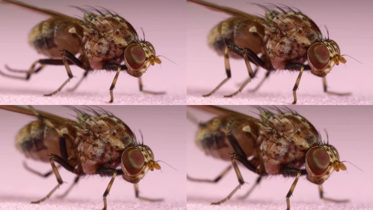 果蝇属野生果蝇的显微镜宏观镜头。水果和蔬菜歉收害虫。作物损失和农业虫害问题。