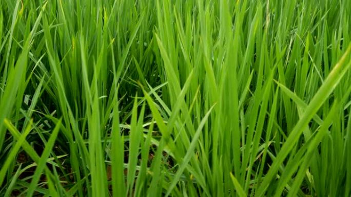 稻田栽培栽种种植