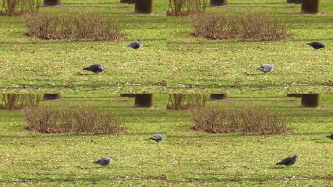 公园里田野里的两只鸽子。2只灰鸽子坐在绿叶草地上。外面有两只鸽子在绿草上吃饭，鸽子在吃饼干