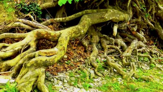 老梧桐树的大根在河岸附近伸出或高于地面。