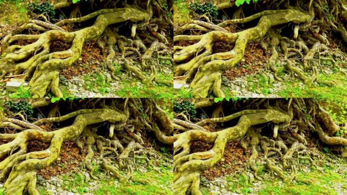 老梧桐树的大根在河岸附近伸出或高于地面。