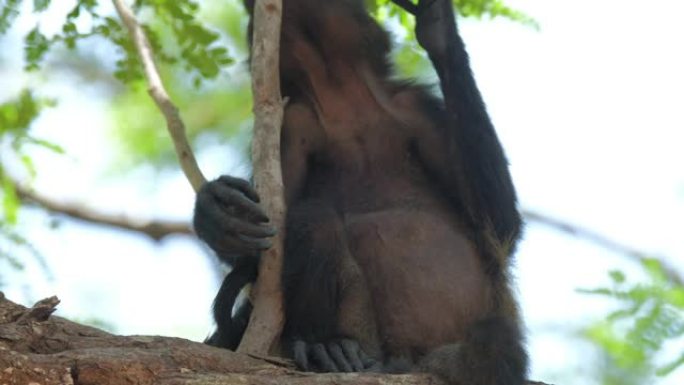 哥斯达黎加森林中的大吼猴 (Alouatta palliata) 婴儿在树上放松