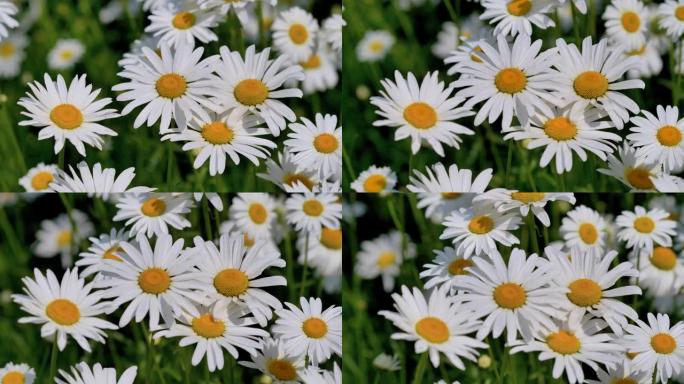 白花在夏日的风中摇摆，拉丁名字是Leucanthemum最大值，4k镜头，特写b卷镜头。