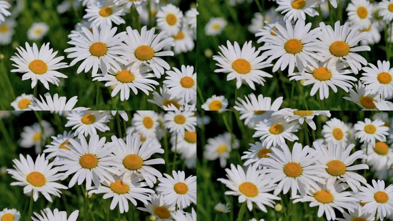 白花在夏日的风中摇摆，拉丁名字是Leucanthemum最大值，4k镜头，特写b卷镜头。