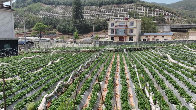 草莓种植基地