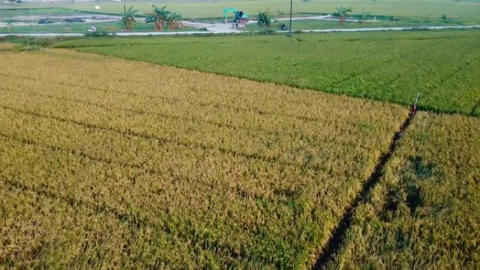 绿色的稻田质地。绿色水稻植物生长。鸟瞰图