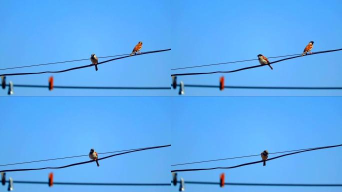 蓝天上的电线上的鸟。一只鸟在小组外面空着。冬天的麻雀在电线上