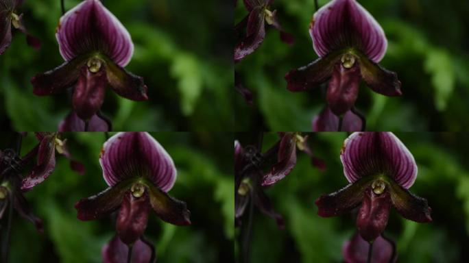 紫兰视频，热带雨林植物