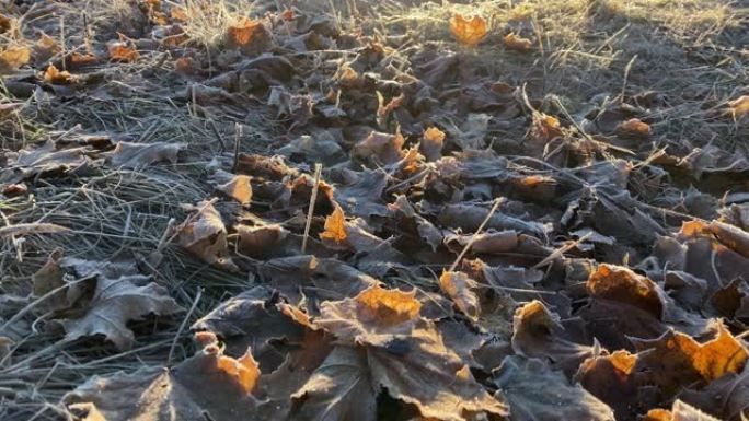 秋霜，日出时在铺满白霜冰晶的草地上行走。