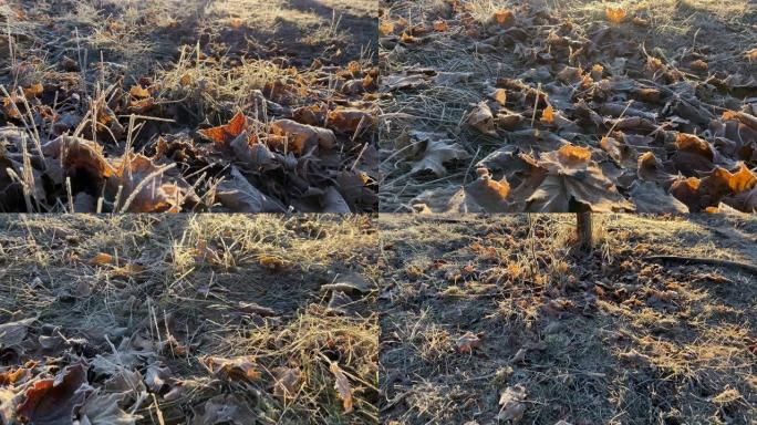秋霜，日出时在铺满白霜冰晶的草地上行走。