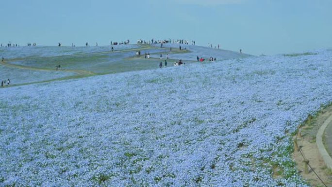 日立海滨公园/日立海滨公园