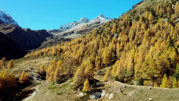 瑞士阿尔卑斯山明亮的秋色落叶松森林