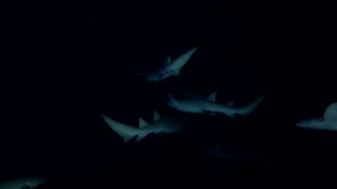 黄褐色护士鲨鱼学校在夜间游泳，印度洋，马尔代夫，亚洲
