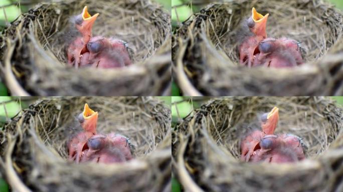 三只新生的鸟 (黑鸟或美国知更鸟) 在巢中呼唤它们的母亲。