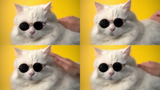 高地直蓬松猫的肖像，长毛和圆形太阳眼镜。时尚，风格，酷动物概念。白色猫咪在黄色背景上抚摸着。