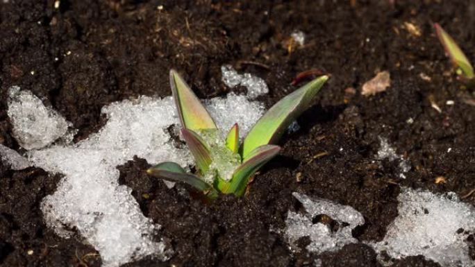 融雪和鲜花盛开的时间流逝