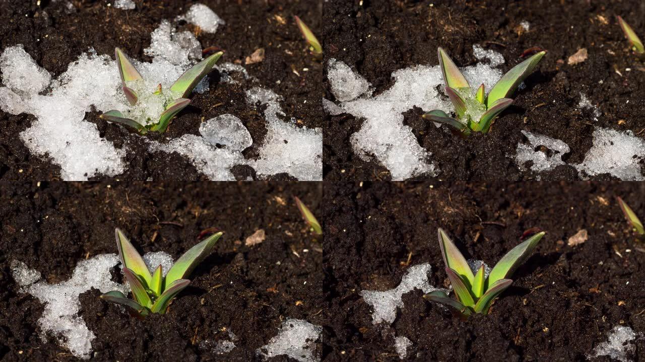 融雪和鲜花盛开的时间流逝