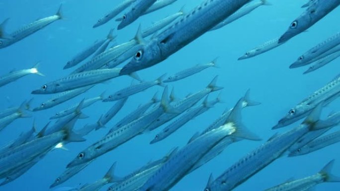 慢动作，大型梭子鱼在蓝色水面下缓慢游动。低角度镜头，特写