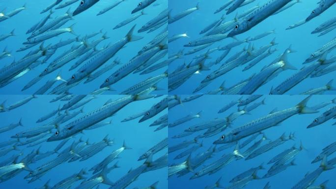 慢动作，大型梭子鱼在蓝色水面下缓慢游动。低角度镜头，特写
