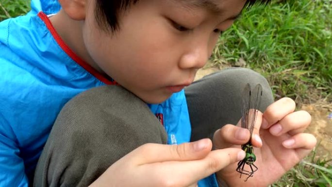 聪明的男孩在户外研究一只玩死蜻蜓