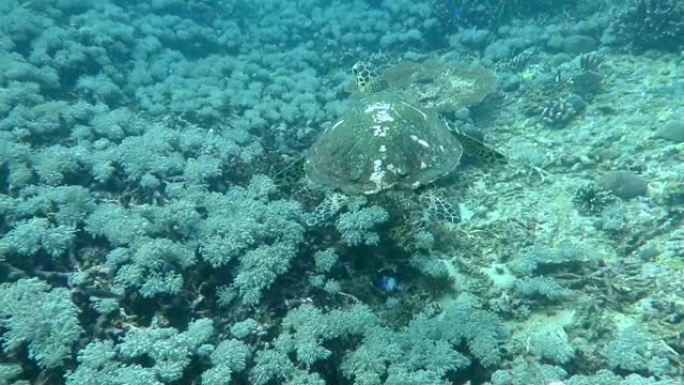 珊瑚礁岛上的玳瑁流