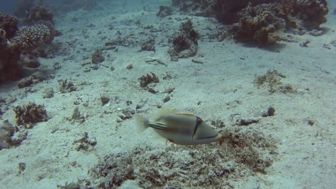 热带珊瑚礁上的阿拉伯毕加索金鱼鱼