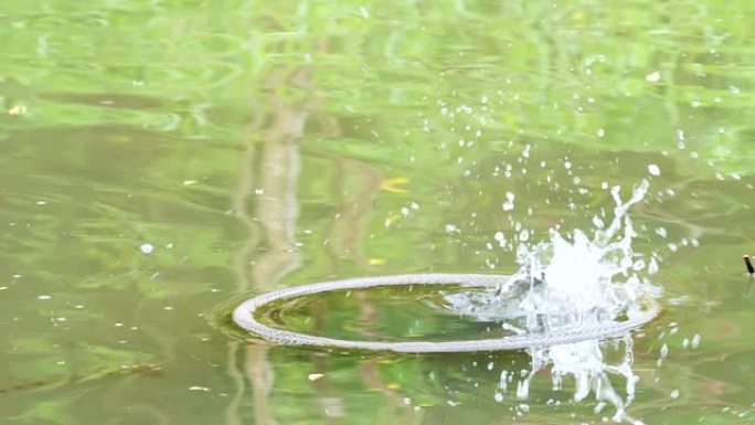 鸟翠鸟 (Alcedo atpish) 潜入水中，抓鱼并飞走的特写镜头，超级慢动作镜头。