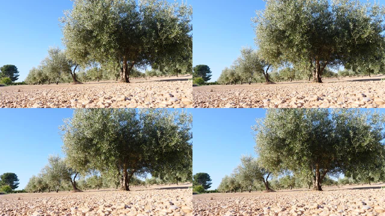 橄榄树。西班牙自然景观