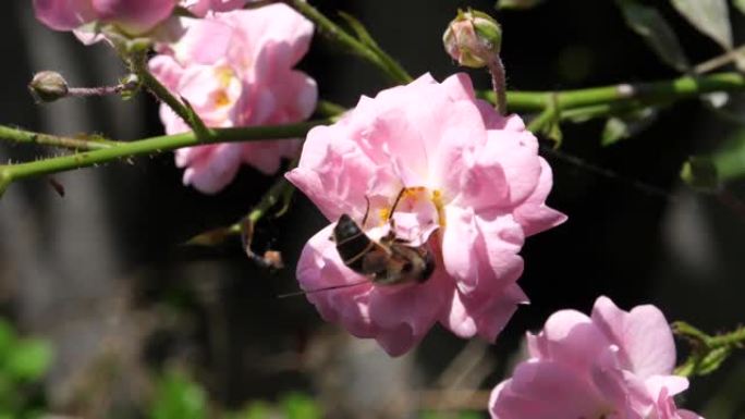 在阳光明媚的日子里，一只昆虫以慢动作从玫瑰花中取花蜜的特写镜头