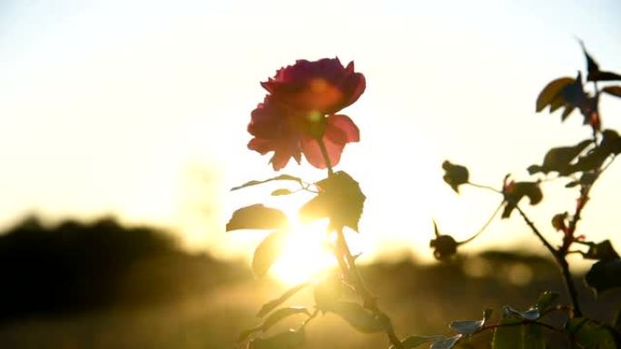 日落时花园里美丽的红玫瑰。