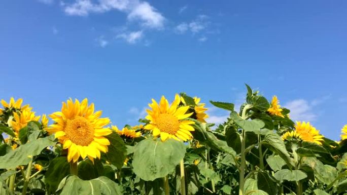 向日葵田向日葵延时花田延时