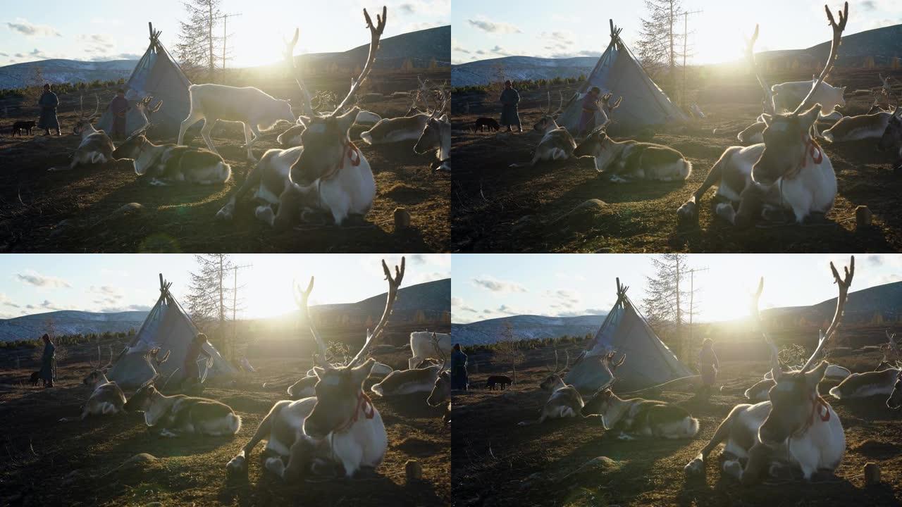 驯鹿在蒙古的帐篷附近