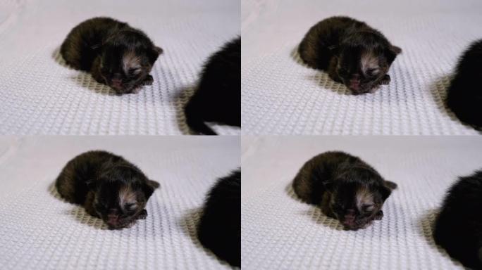新生失明的小黑小猫在白色背景上爬行。两天大