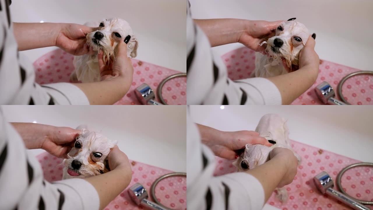 狗美容师的特写镜头在浴室里给狗Bichon Bolognese洗澡。
