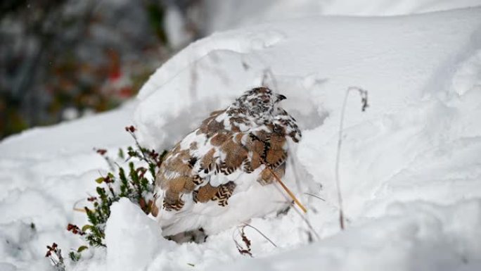 岩石雷鸟在雪山觅食有趣