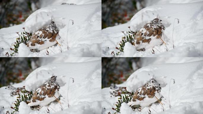 岩石雷鸟在雪山觅食有趣