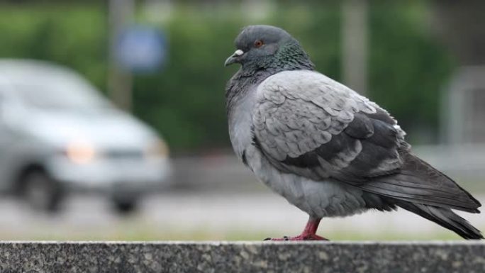 雨时，街上的一只鸽子坐在石栏杆上。