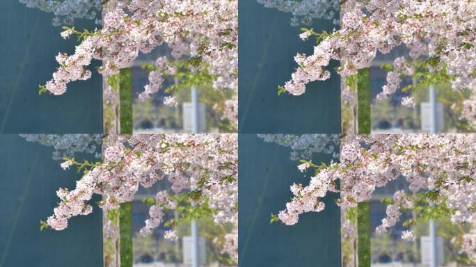 春天的花朵系列: 樱桃树树枝上的樱花花朵和飘落的樱花花瓣在微风中如雨，美丽的风景，4k电影，b滚动镜