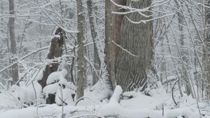 大雪中的落叶林分