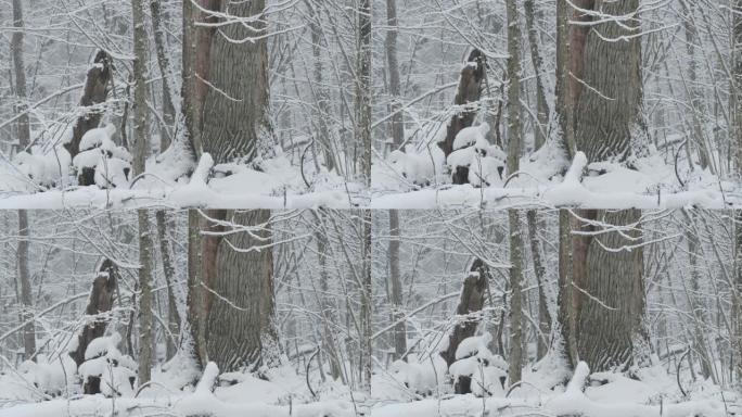 大雪中的落叶林分