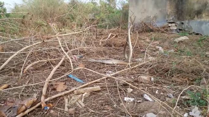 两只印度老鼠蛇在夏季在废弃地区交配的录像