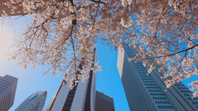 新宿摩天大楼和樱花