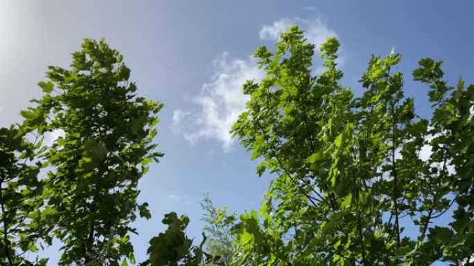 在春天阳光明媚的日子里，两棵不同的树的顶端在风中移动。