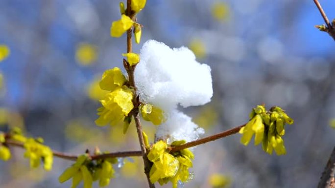 灌木丛上的黄色花朵覆盖着一层雪