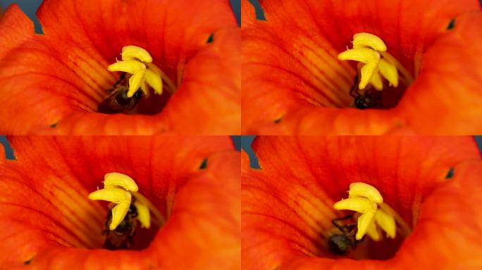 蜜蜂采集红花花粉的宏观镜头。蜜蜂在模糊背景下从红花中收集花粉