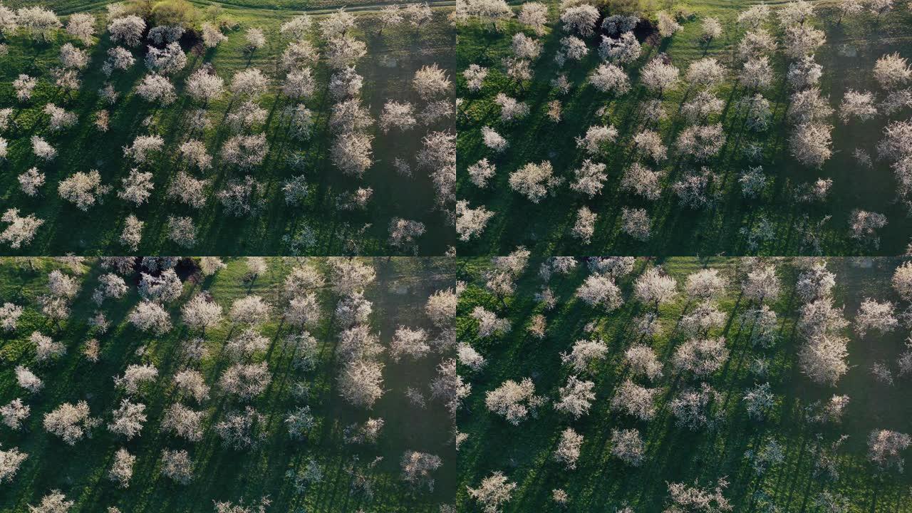 樱树果园春天开花的鸟瞰图