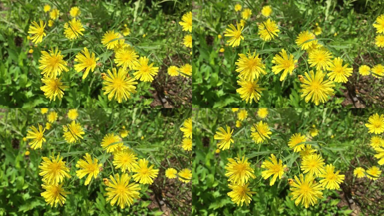 风中的黄色野花