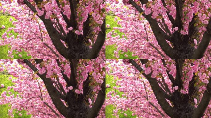 樱花粉色粉花花朵树木大树