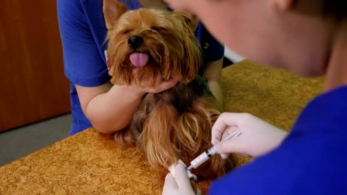 在兽医诊所给狗注射导管的医生的特写镜头。