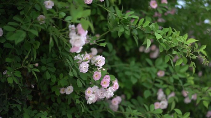 蔷薇花 春 绿植 初夏 盛开